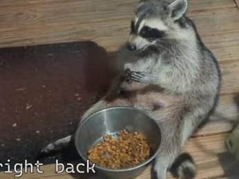 rndmzd webcam chaturbate model stream image