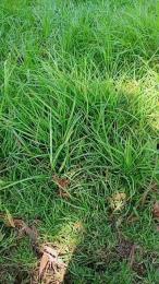 Lindafox99 webcam model stream image