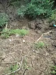 Eroticdick69 webcam model stream image