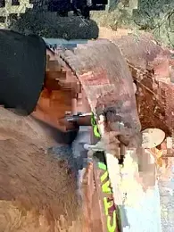 Wolf_18cm webcam model stream image