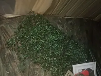 trash4cash webcam model stream image