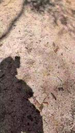 18cmdickforU webcam cam4 model stream image