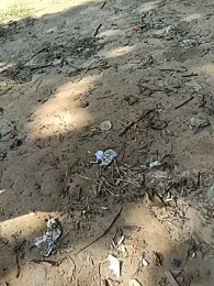 UrsoBissexualPauGrosso webcam stripchat model stream image