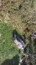 gutig_14 webcam model stream image