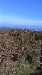 gutig_14 webcam model stream image