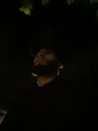 Dasul_ webcam model stream image