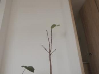 rebeccastonee webcam model stream image