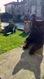 luxxuriax webcam model stream image