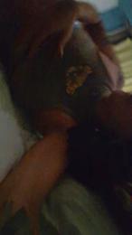 Albaxbabe webcam model stream image