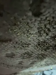 ghazal00 webcam model stream image