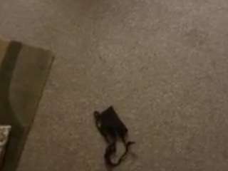 dnormous69 webcam model stream image