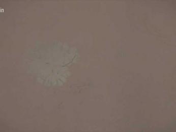 Taanni bongacams stream image