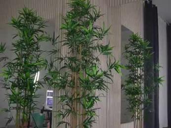 abbela_white chaturbate stream image