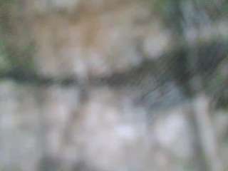 stalliontheesavage camsoda stream image